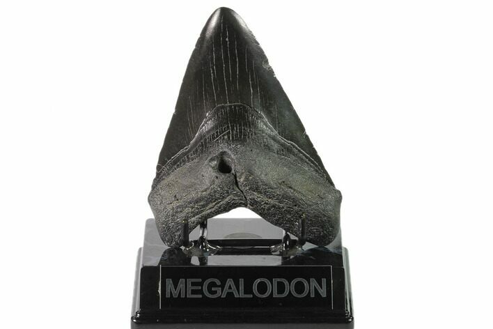 Fossil Megalodon Tooth - South Carolina #135455
